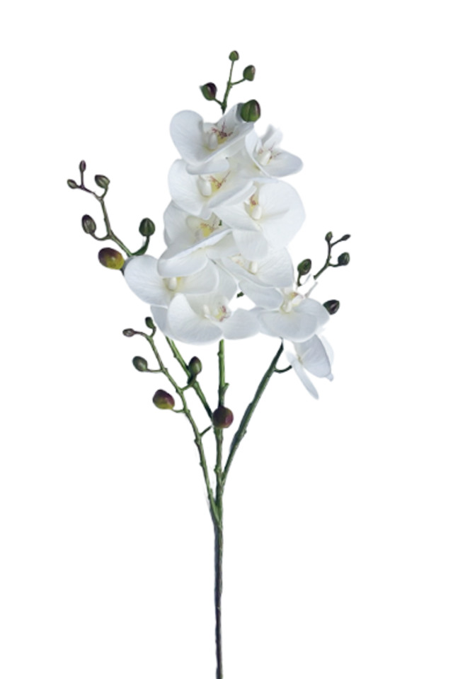 PHALAENOPSIS PHALAENOPSI PHALAENOPSES PHALAENOPSE ORDCHID ORDCHIDS HEADS HEAD BUDS BUD 115CM 115CMS ARTIFICIAL ARTIFICIALS FLOWERS FLOWER ORCHID ORCHIDS